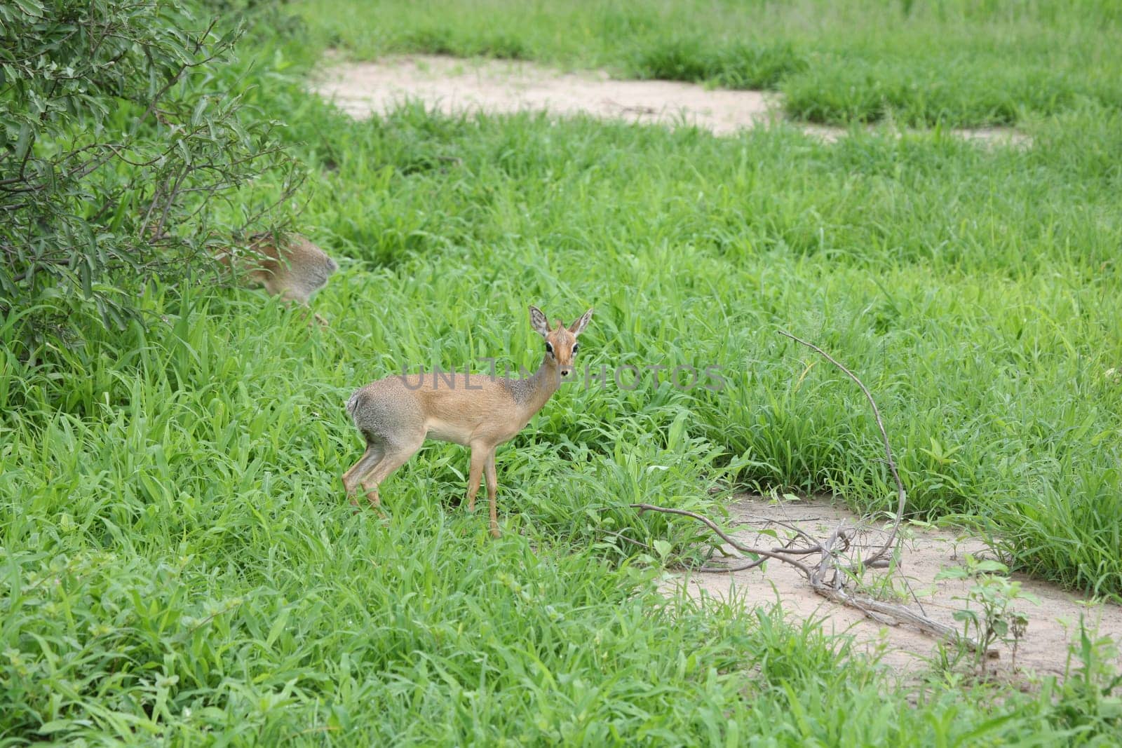 Wild Impala Antelope in African Botswana savannah