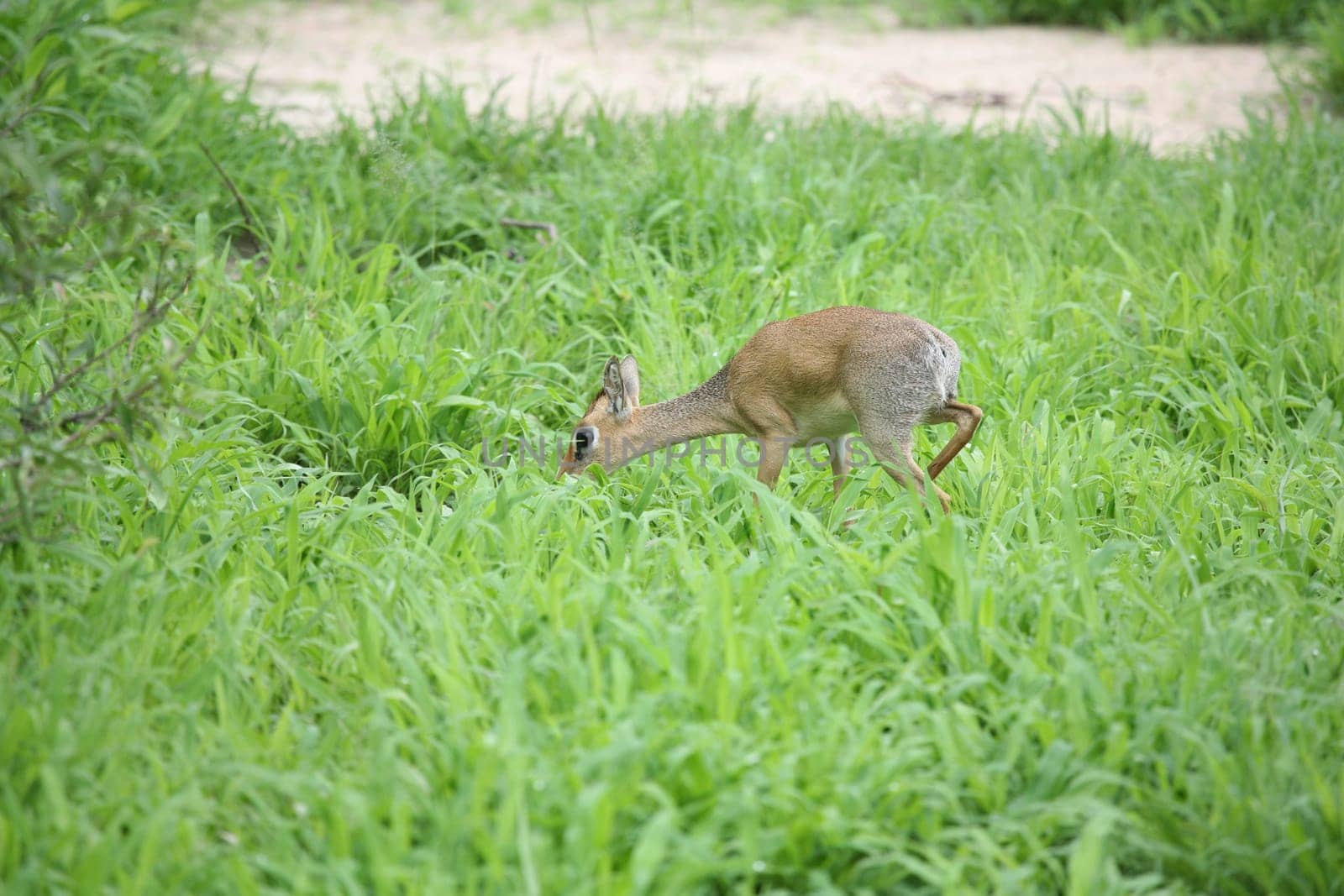 Wild Impala Antelope in African Botswana savannah