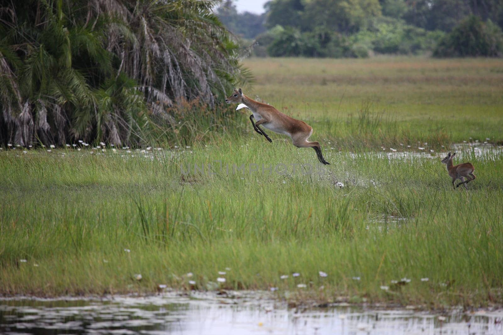 Wild Impala Antelope in African Botswana savannah