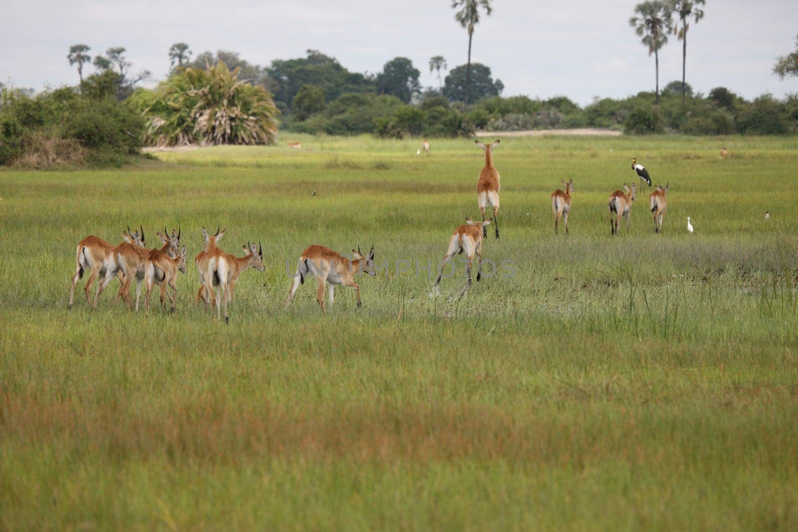 Wild Impala Antelope in African Botswana savannah