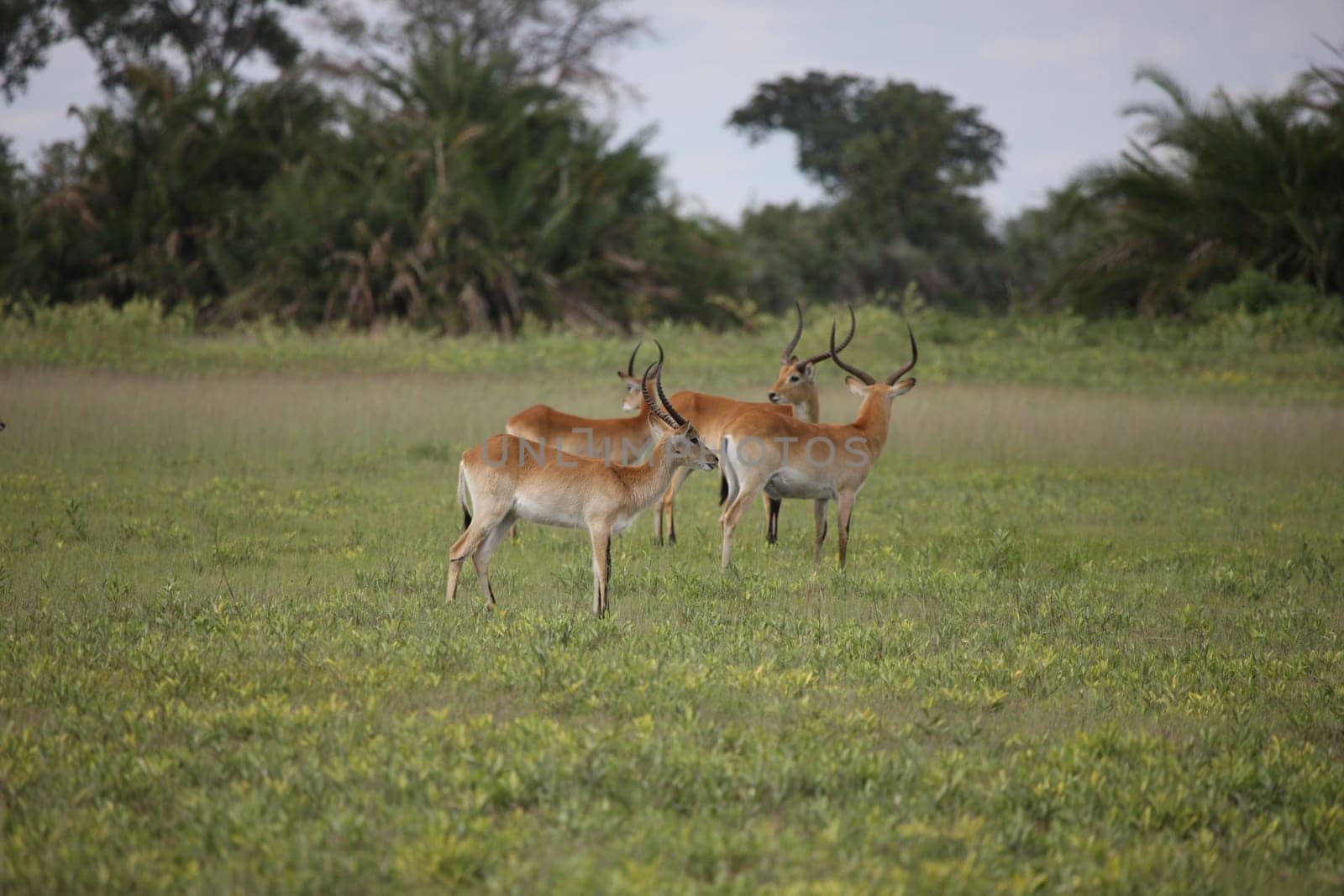 Wild Impala Antelope in African Botswana savannah