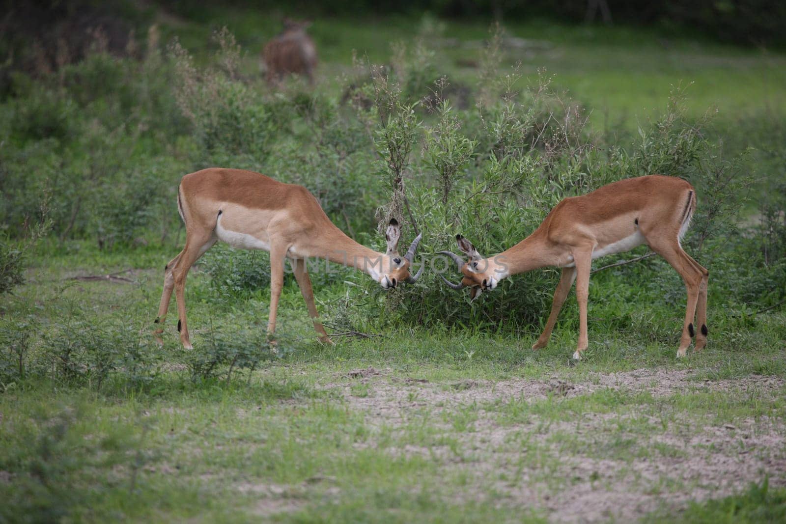 Wild Impala Antelope in African Botswana savannah