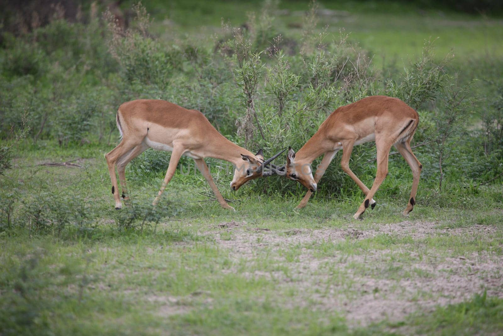 Wild Impala Antelope in African Botswana savannah
