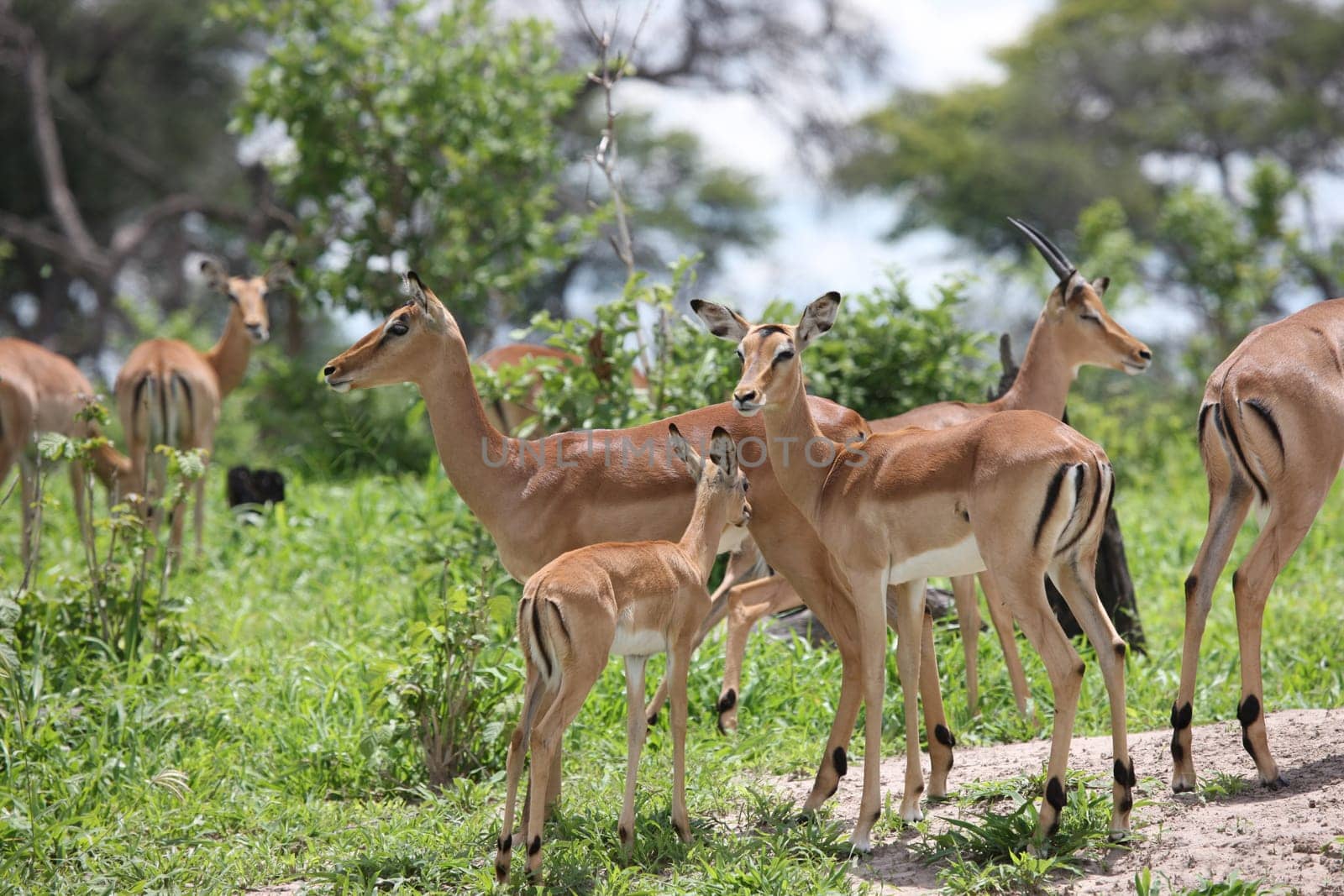 Wild Impala Antelope in African Botswana savannah