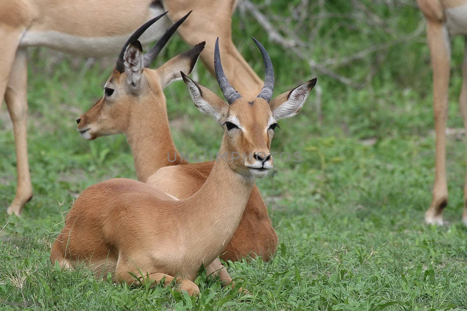 Wild Impala Antelope in African Botswana savannah