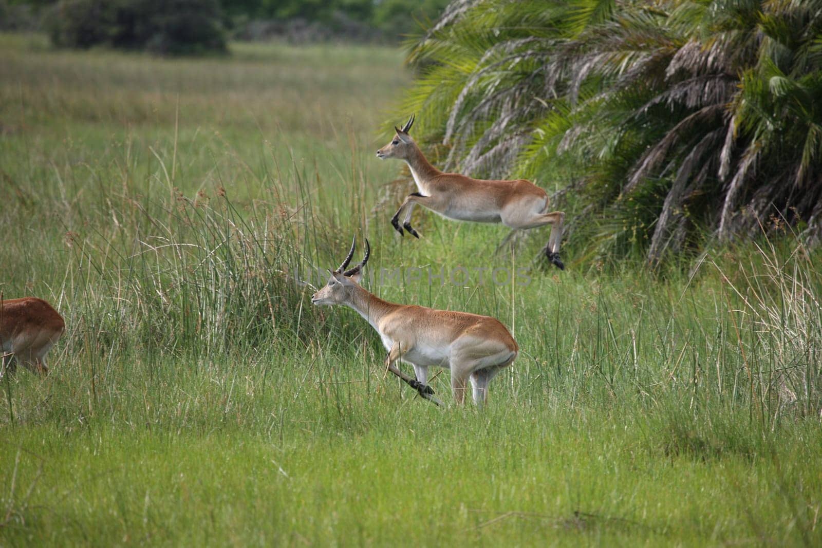 Wild Impala Antelope in African Botswana savannah