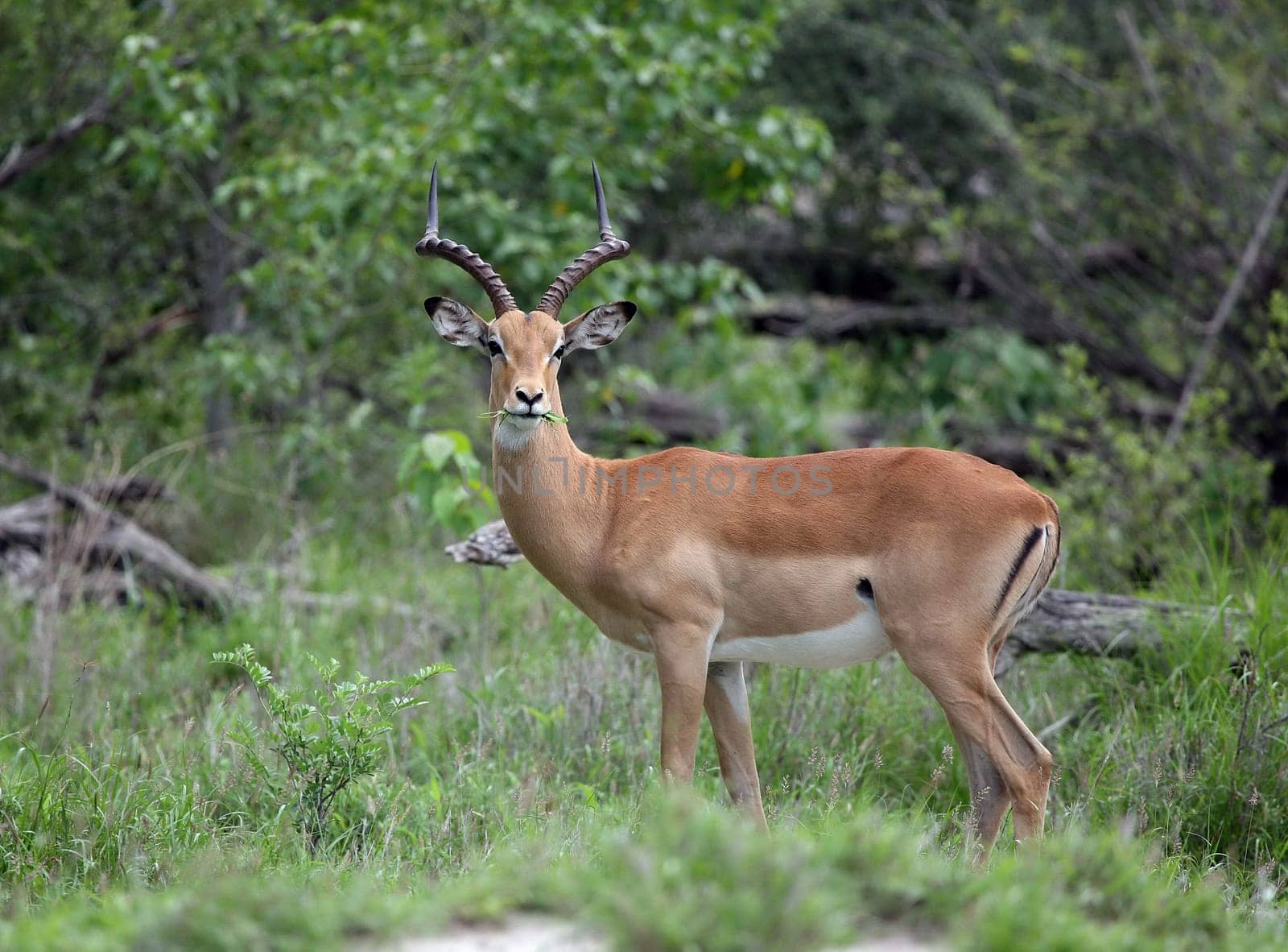 Wild Impala Antelope in African Botswana savannah