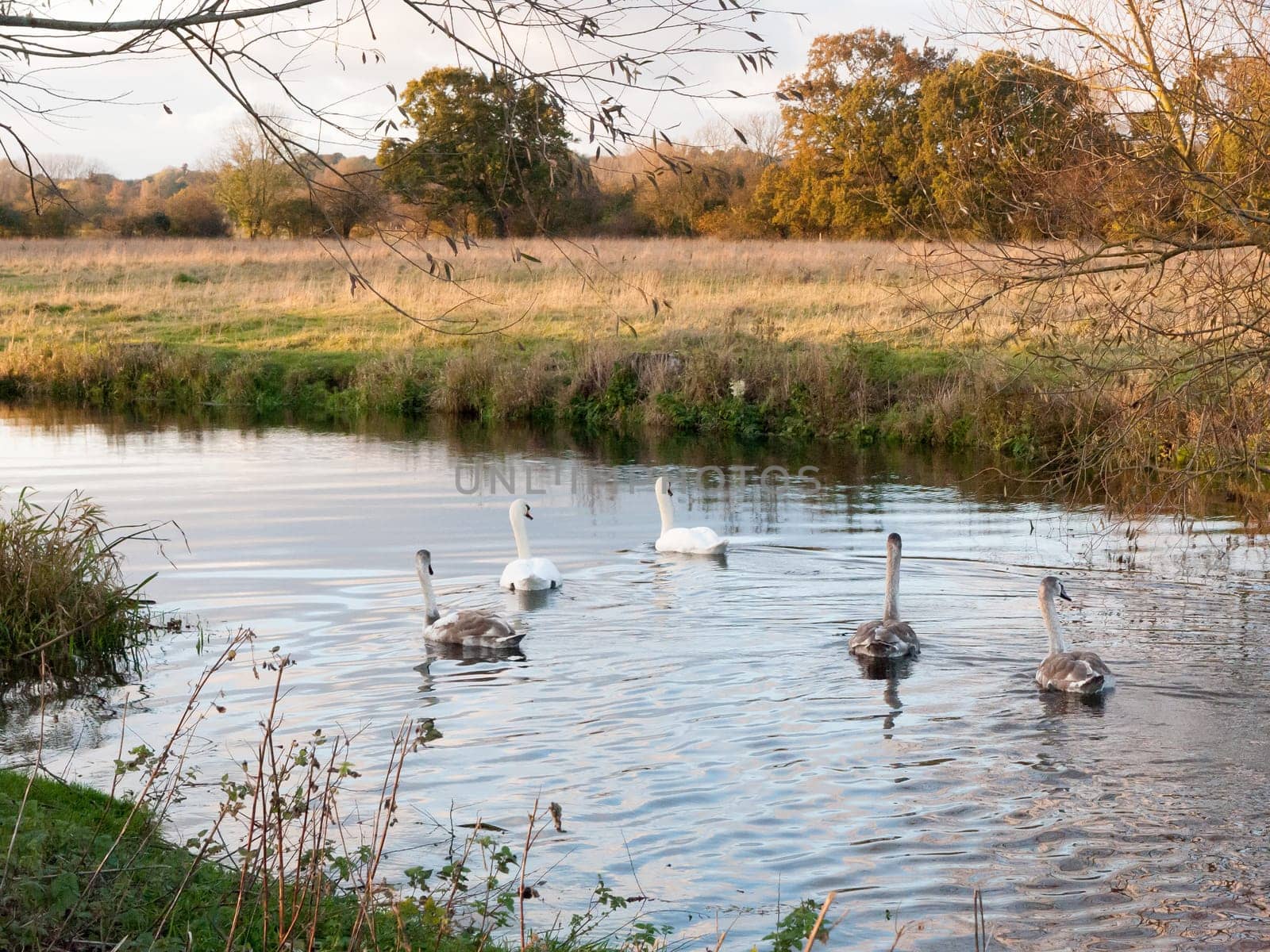 beautiful group of swans and cyngets swimming down river Dedham nature  essex  england  uk