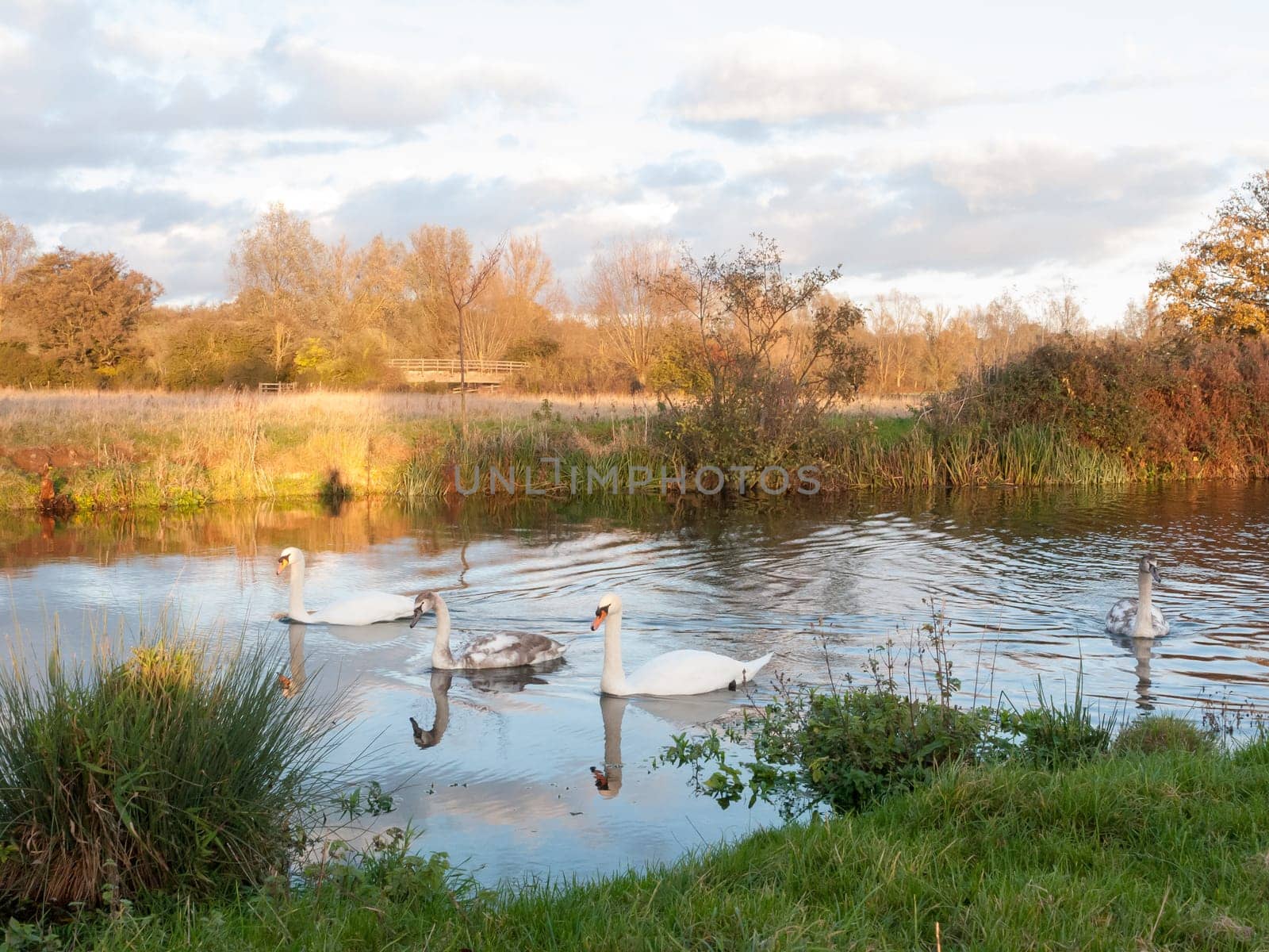 beautiful group of swans and cyngets swimming down river Dedham nature  essex  england  uk