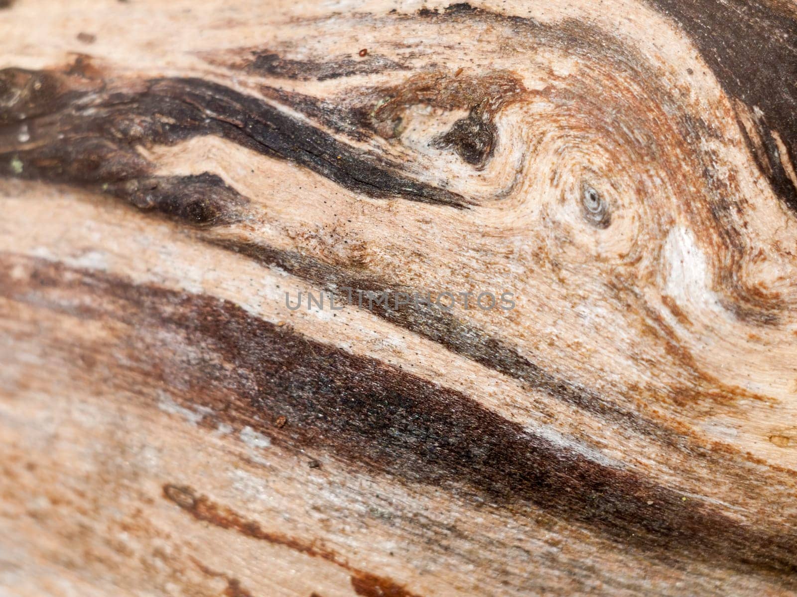 interesting stripped dried wood texture close up background   essex  england  uk