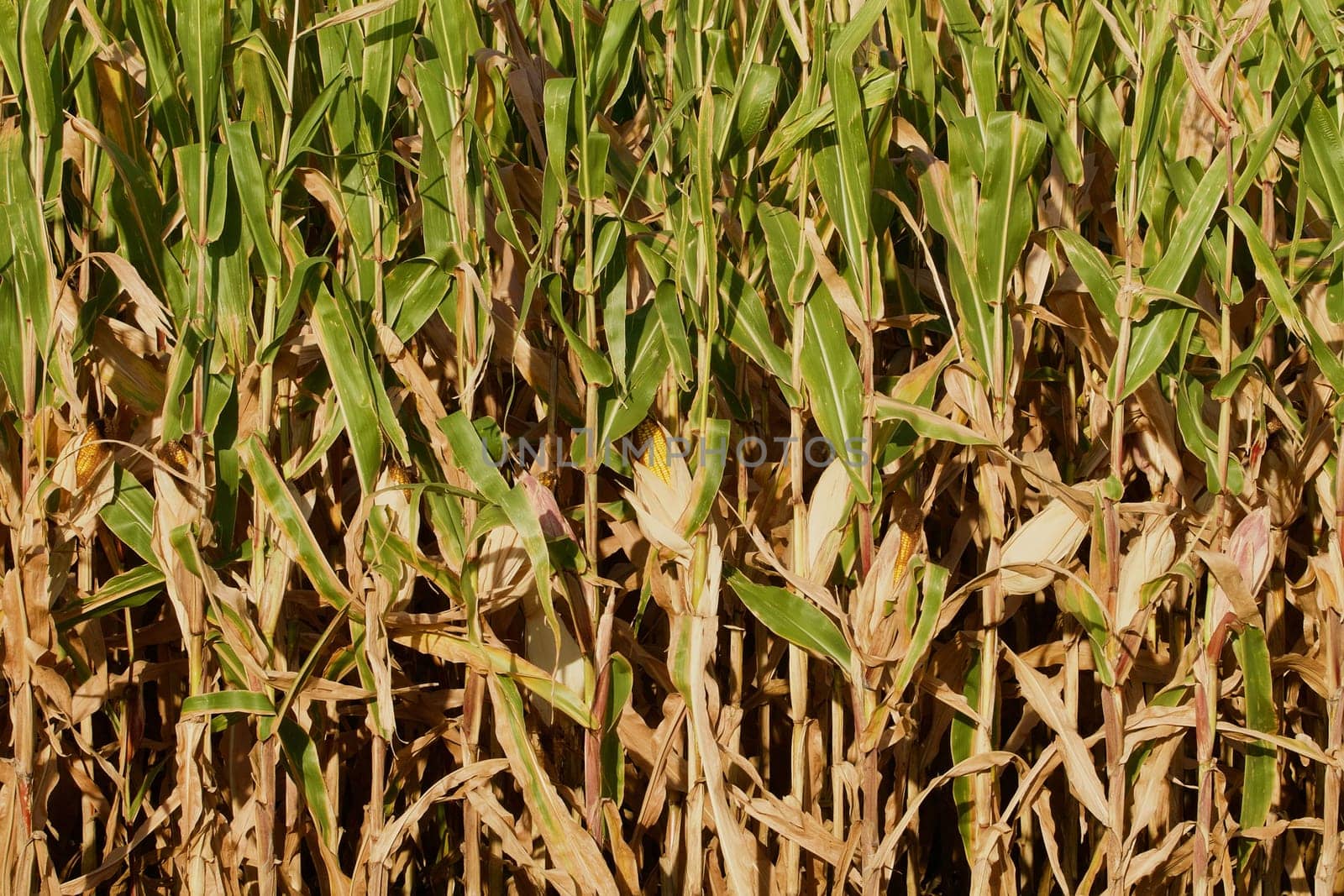 Vertical field corn background