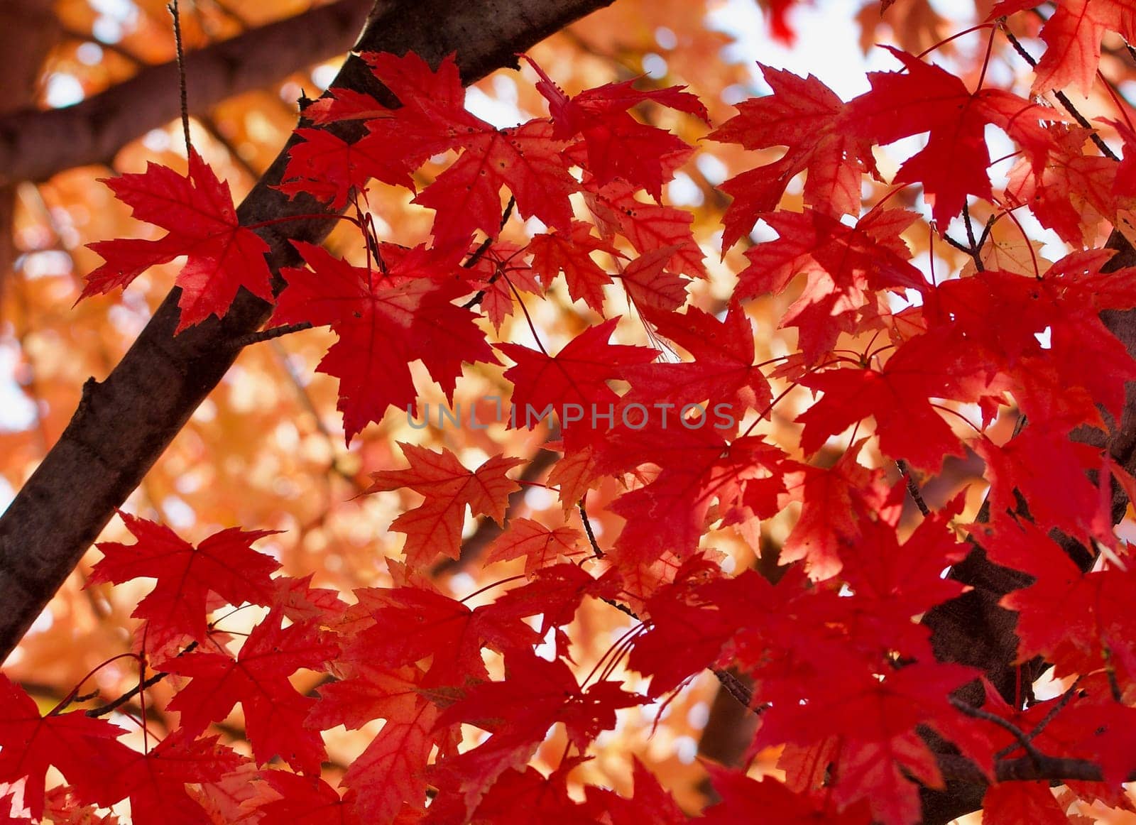 Red maple leaves against the gold