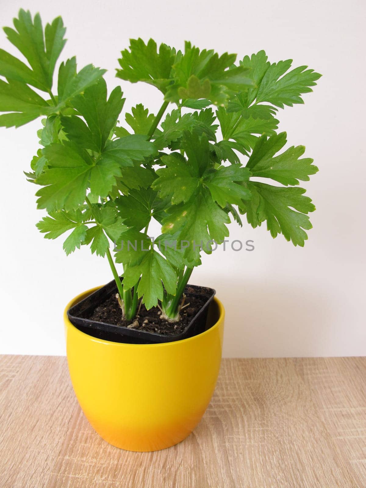 Cut celery in a flower pot