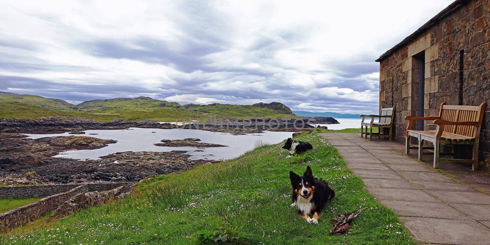 Border Collies in front of a coastal landscape in Scotland in 18:9