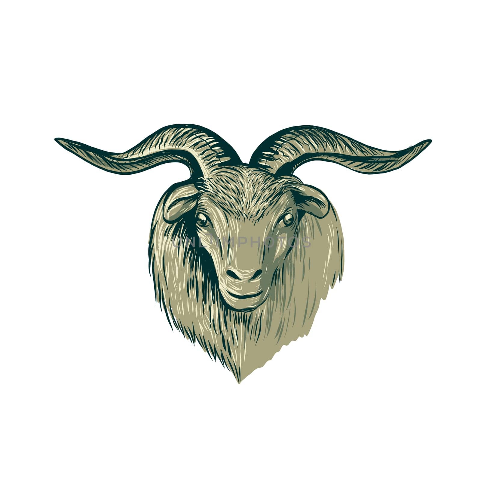 Drawing sketch style illustration of a cashmere goat head viewed from front on isolated background.