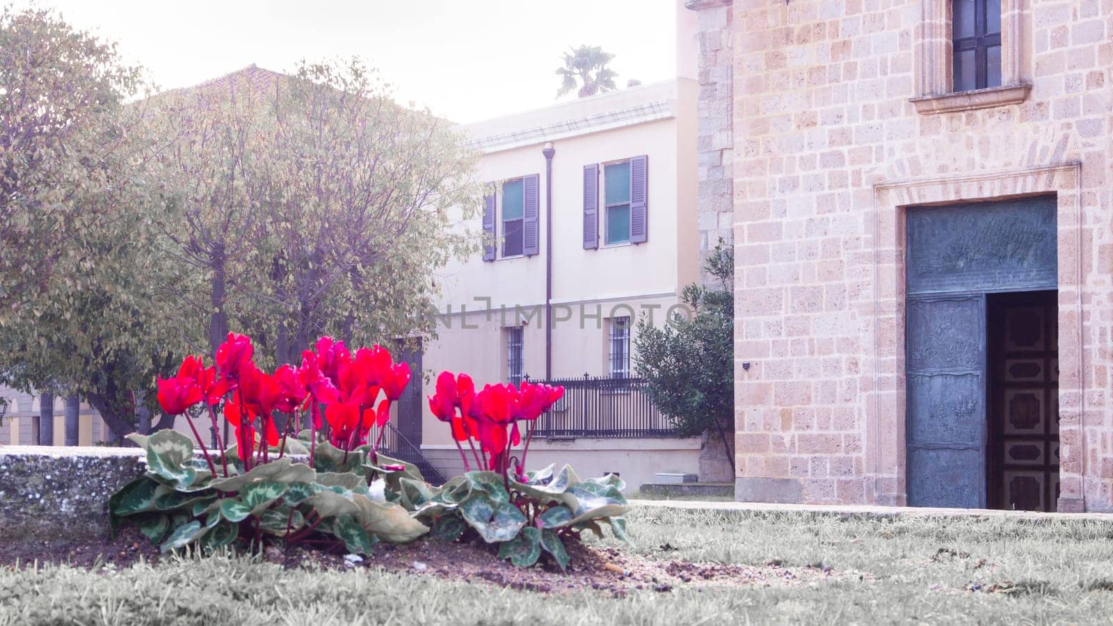 dreamy red cyclamen. Cyclamen and green meadow at the entrance of a church