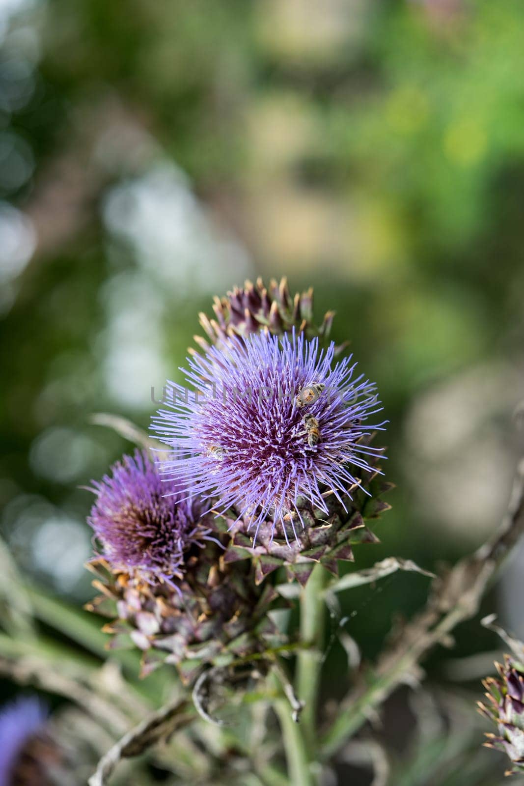 Milk Thistle in full bloom growing in the garden. The plant is used both as medicine and as a health diet supplement. Silybum Marianum