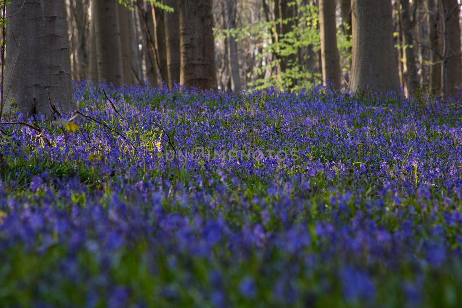 The bluebells flowers during springtime in Hallerbos, Halle, Belgium