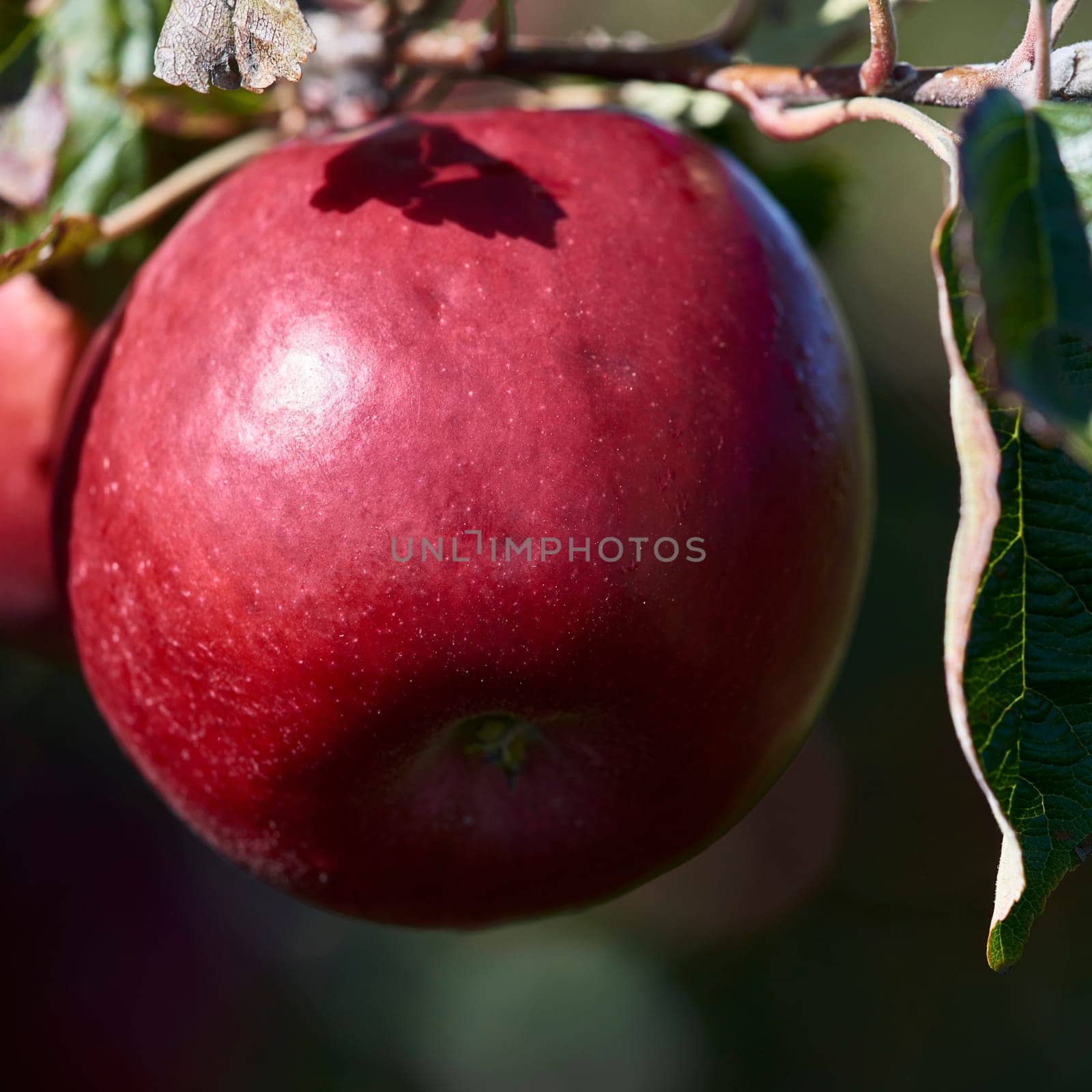 apple orchard at Lake Constance