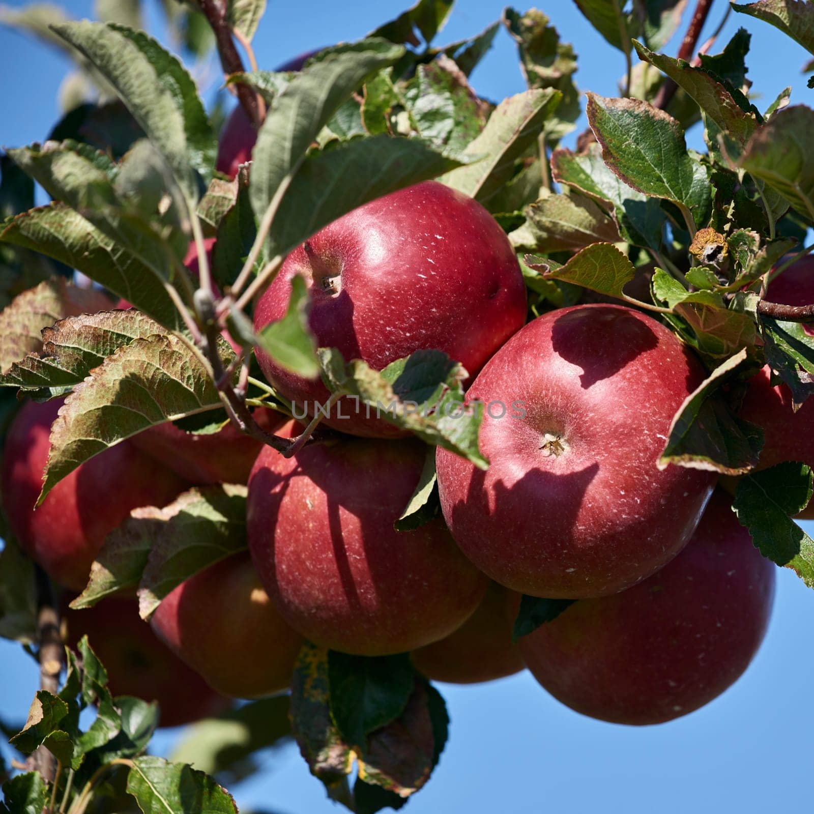 apple orchard at Lake Constance
