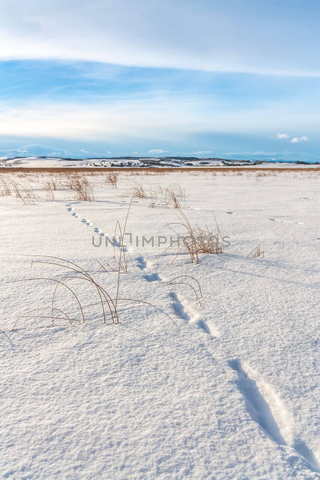 Landscape of animal tracks in fresh snow in a meadow.