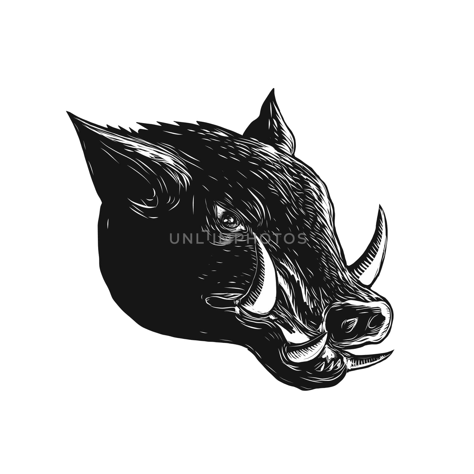 Scratchboard style illustration of a Razorback ,Wild Boar, hog or pig head viewed from side done on scraperboard on isolated background.