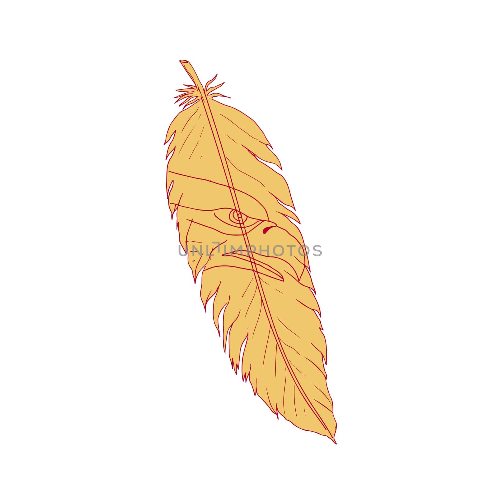 Drawing sketch style illustration of a bird feather with sea eagle head drawing inside on isolated background.
