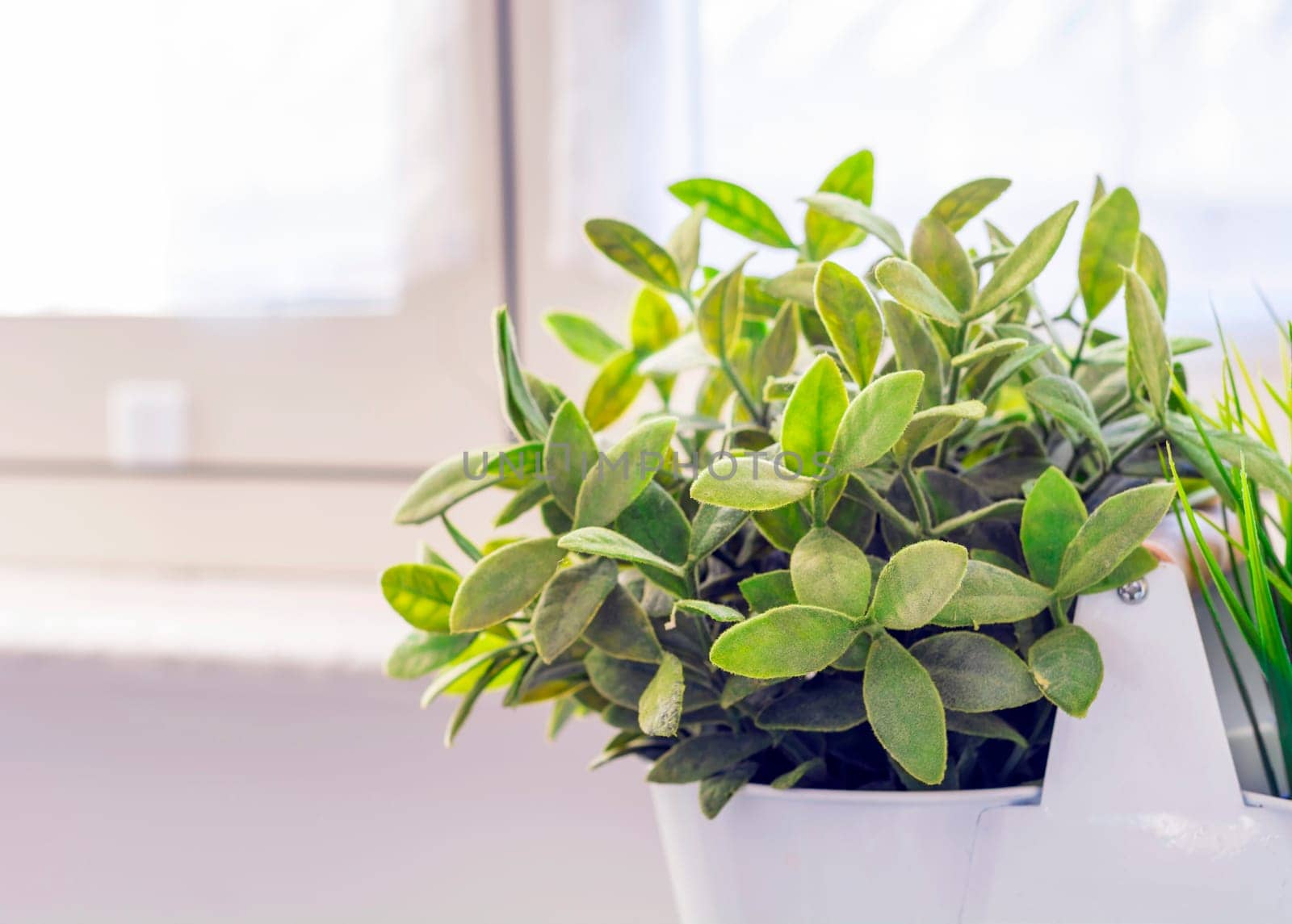 little green plant in a white vase. White background. Interior shot