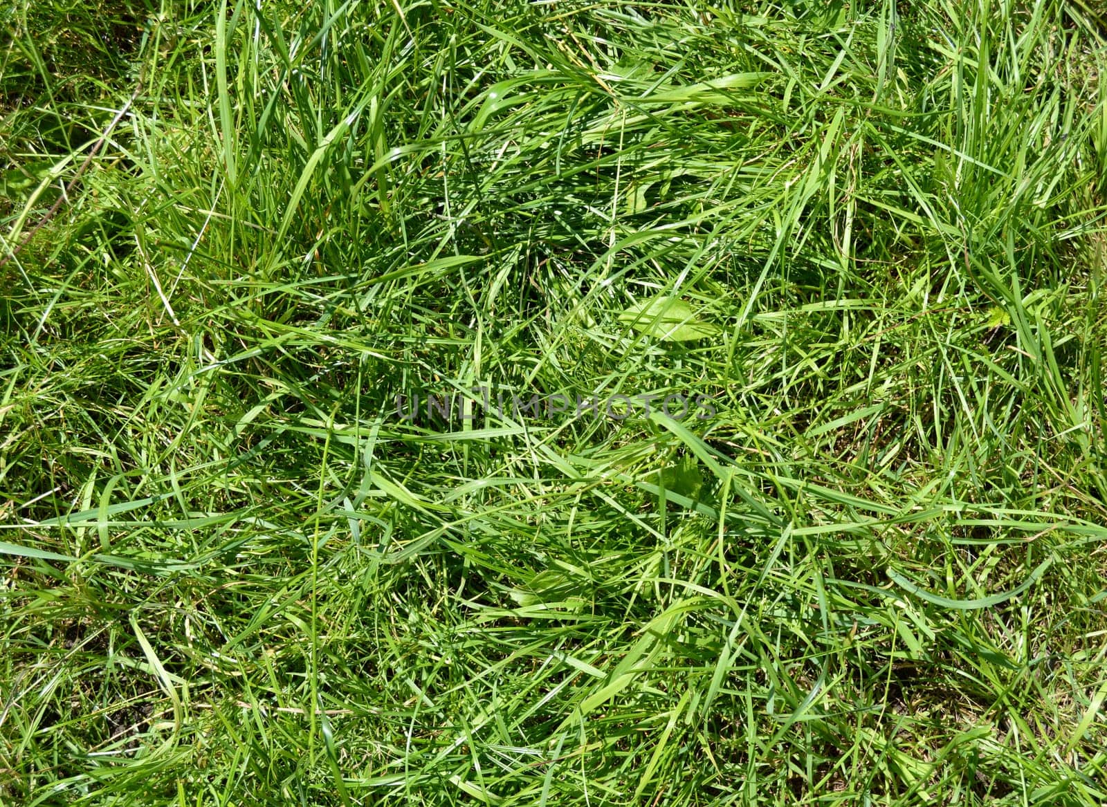 grass on a wild meadow
