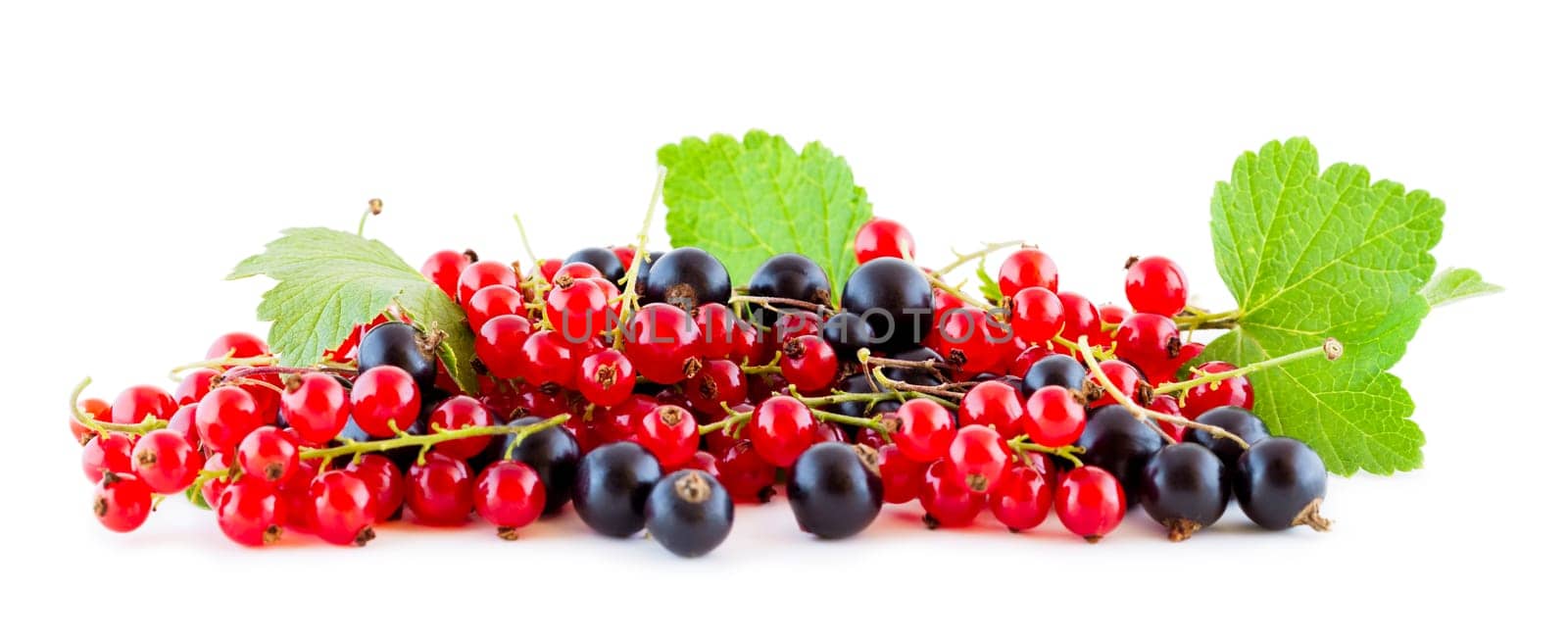 red and black currants isolated on white panoramic