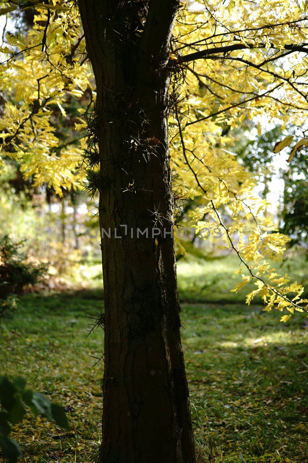 A Japanese gleditschie stands in a park in autumn and bears yellow leaves.