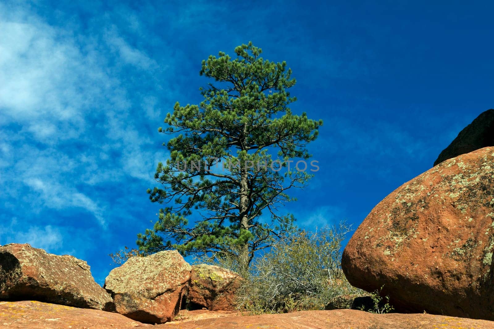 Red Rock with Pine in autumn day,Colorado,America.