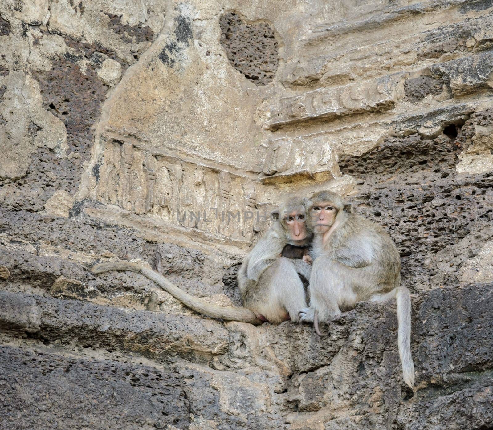 Monkey family sitting on the rock of ancient temple in Thailand