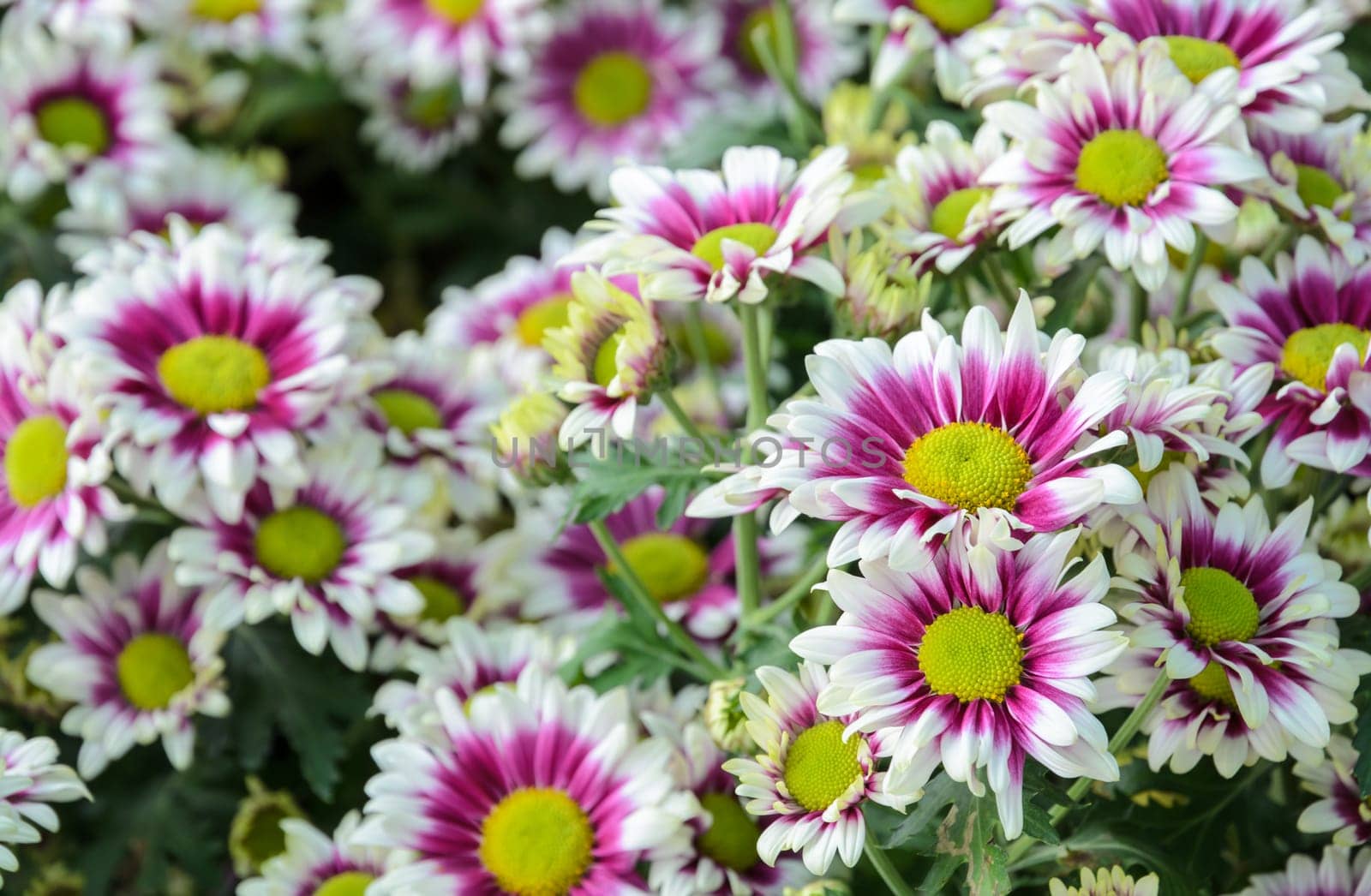 Closeup of Pink and white Chrysanthemum flowers in the garden