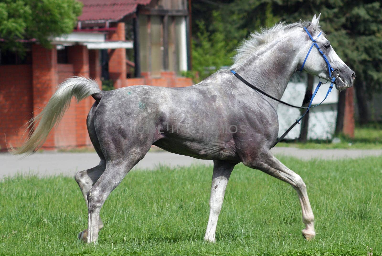 Beautiful arabian horse.