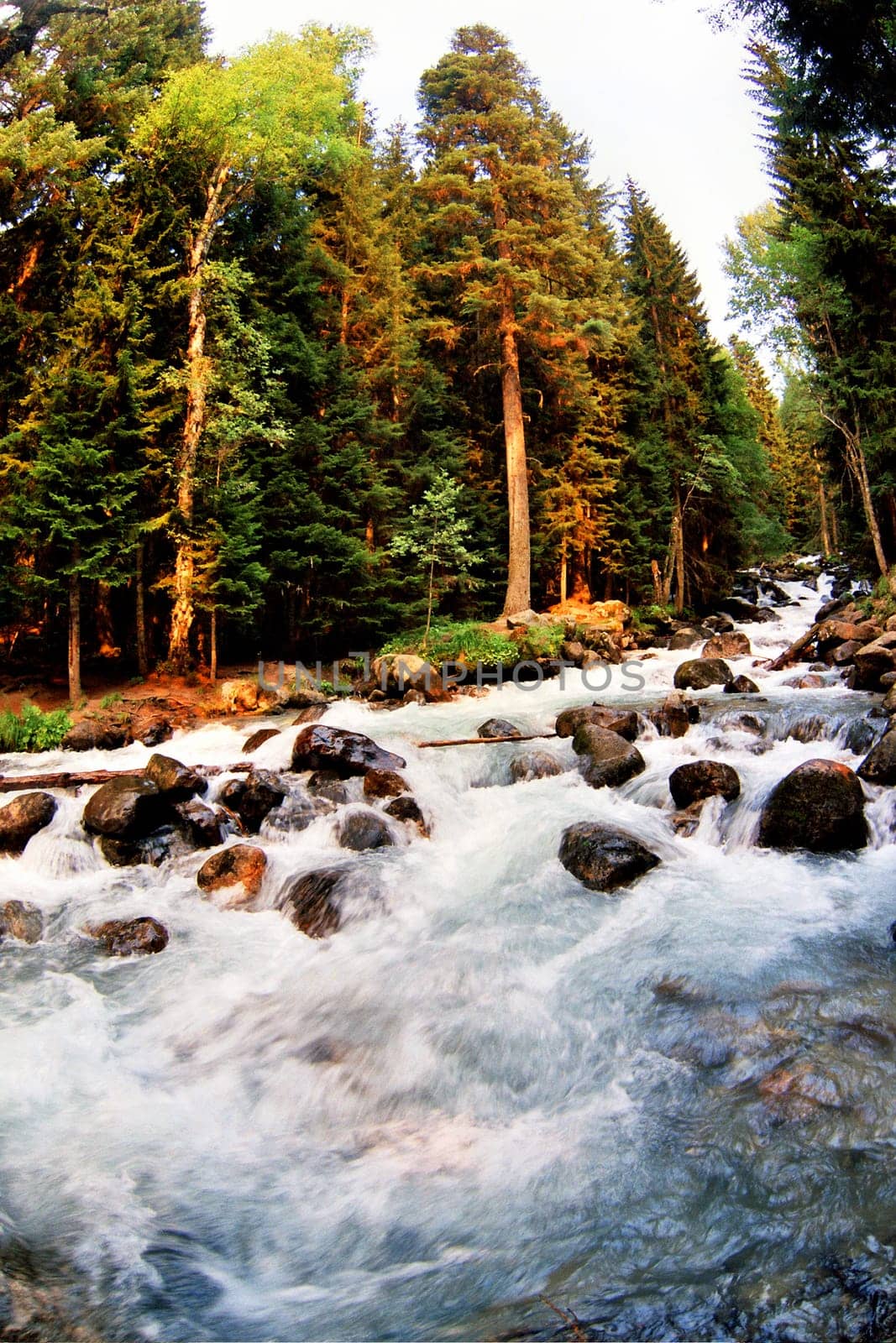 Scenic view of turbulent Ulu-Murugu river rapids in picturesque forest, Russia.