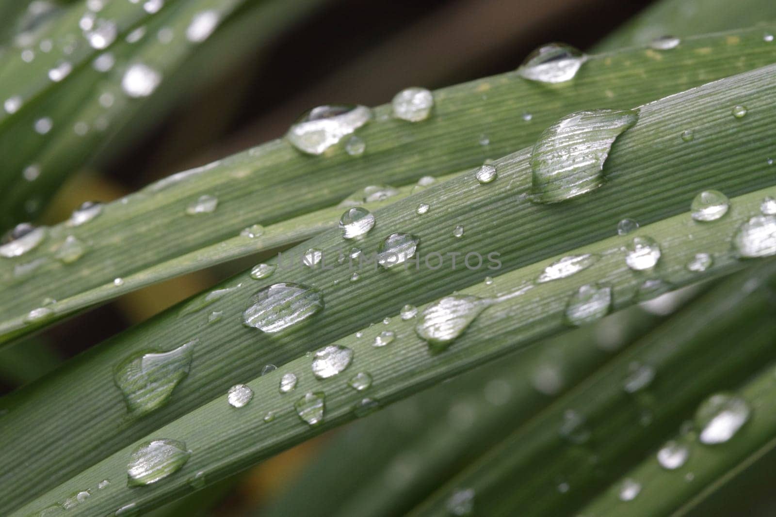 water drops on the green grass- close up