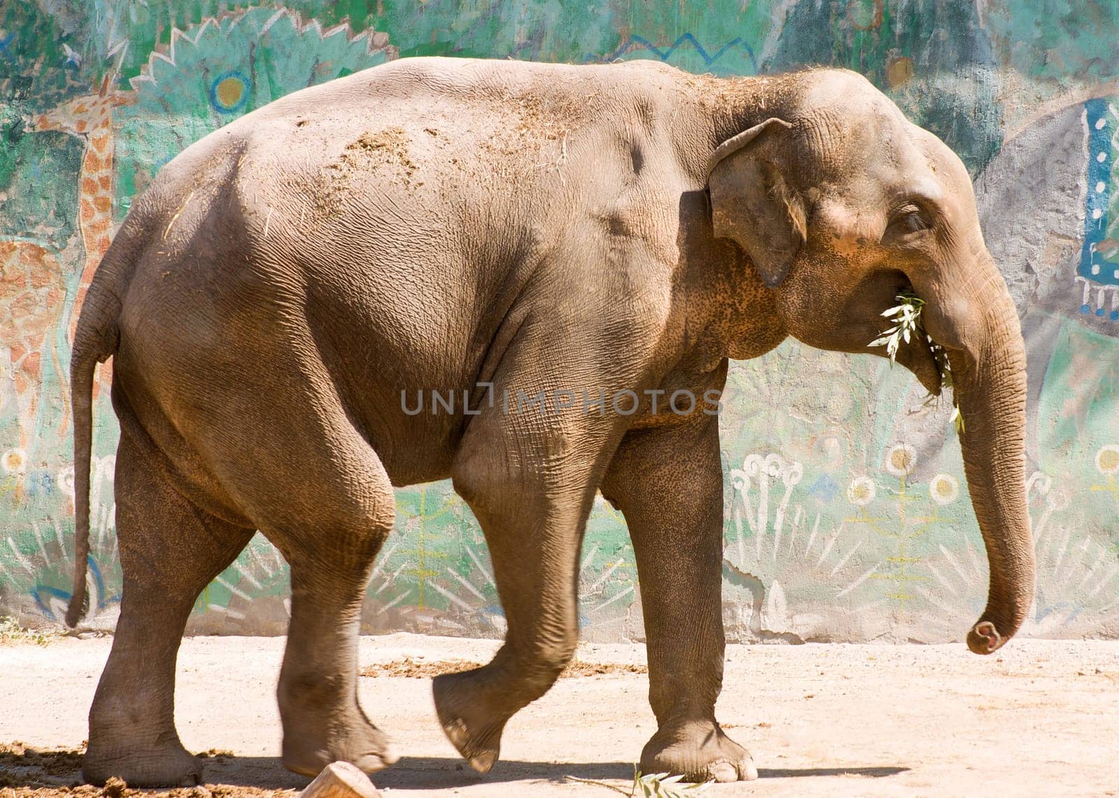 Dynamic pic of a asian elephant. The elephant is walking alone