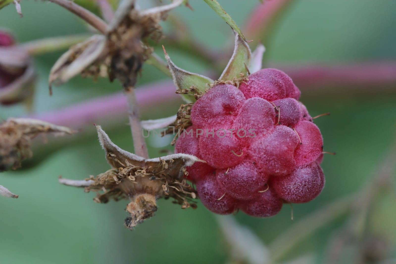 close up Raspberry plant at autumn time