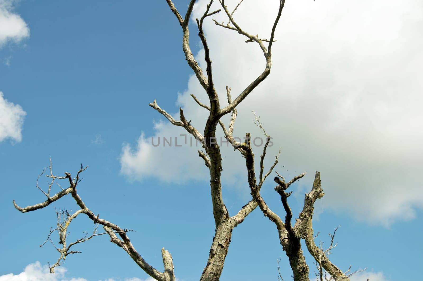 dead tree under a blue cloud sky