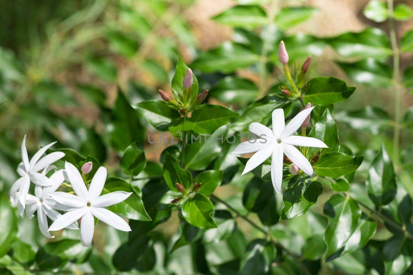 Jasmine flowers and buds close up