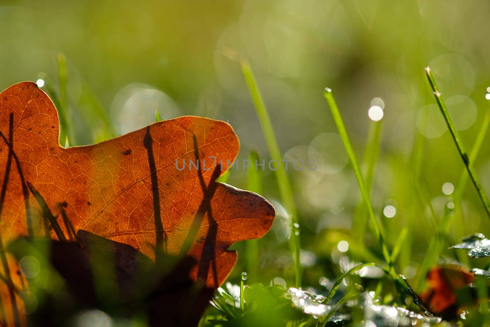 Oak leaf brown in backlight on a meadow