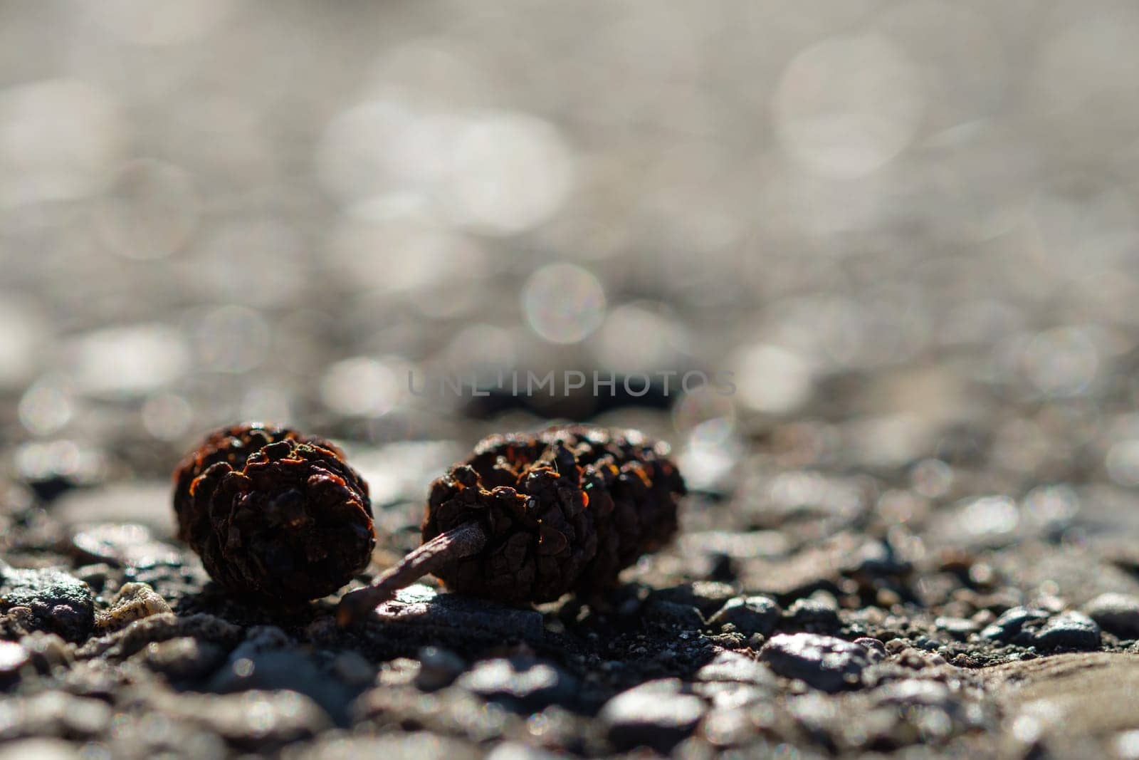 Cones and fruits of black alder (Alnus glutionosa) on the way in the backlight