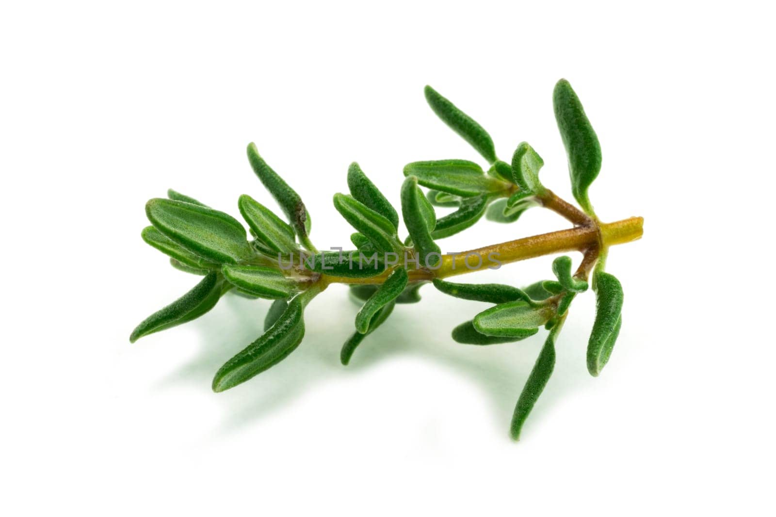 Thyme close-up,spice and medicinal plant isolated on white background