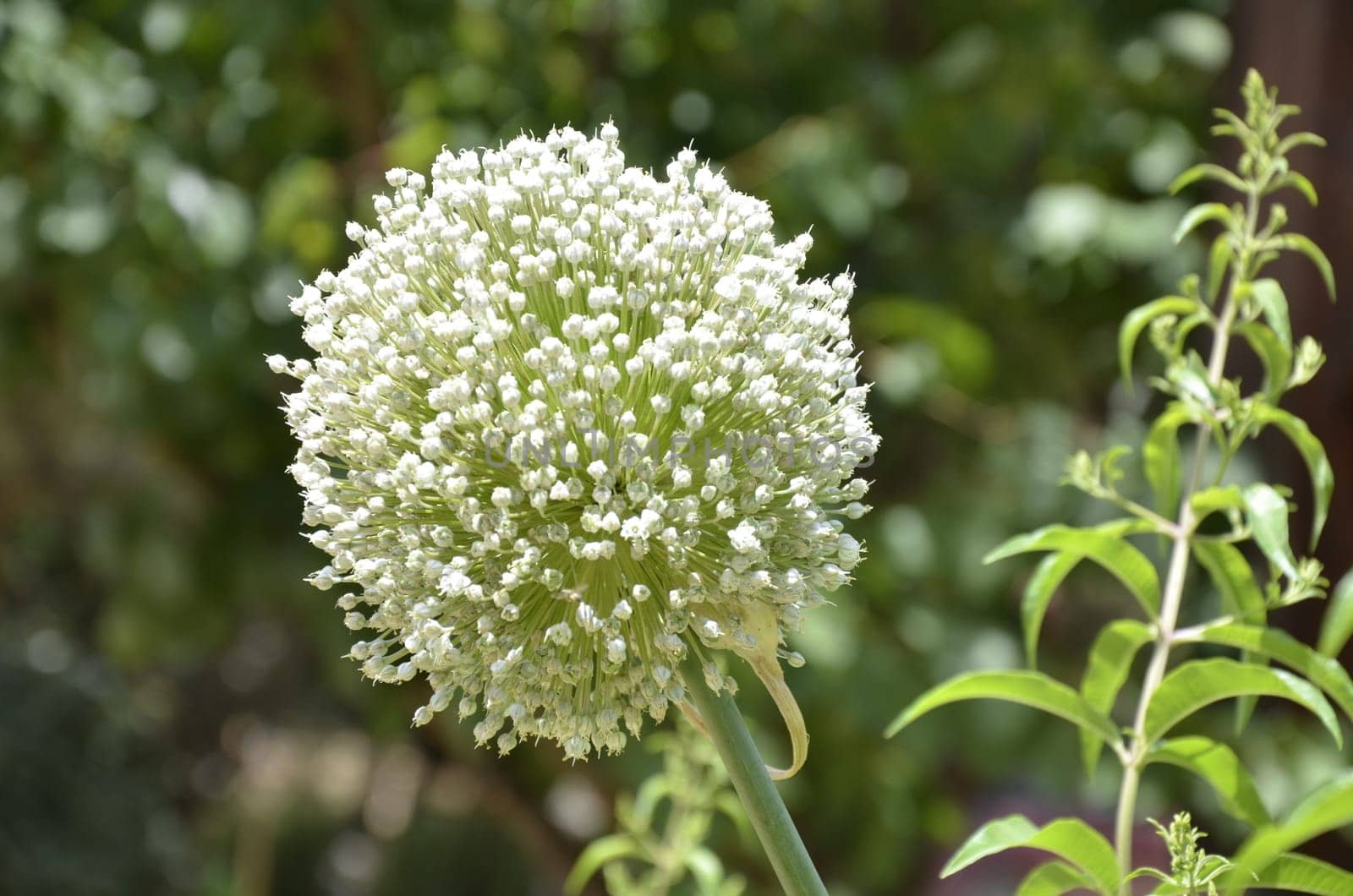 flowering bulb