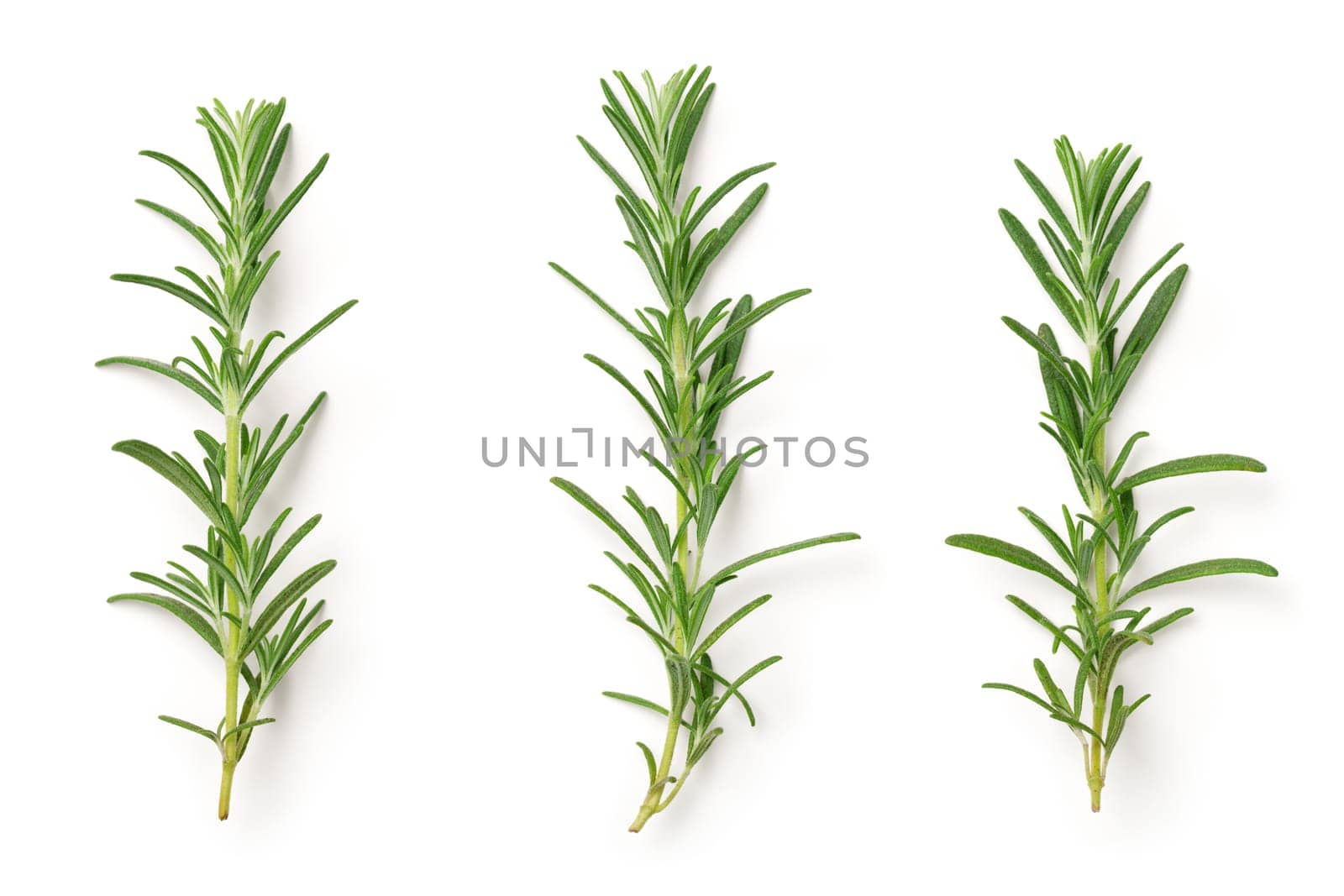 Rosemary isolated on white background. Top view