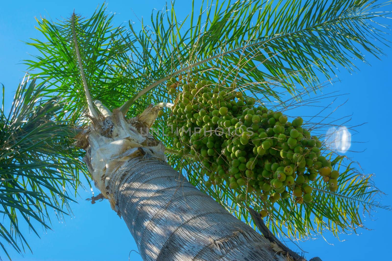 Date palm on a background of the sky close-up.
