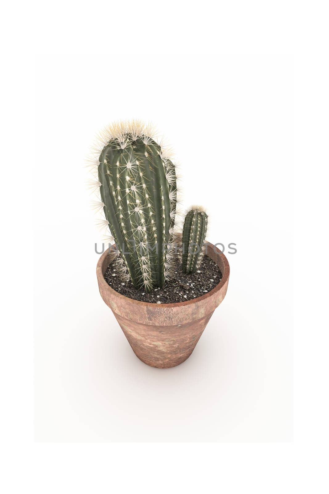 cactus in a pot isolated on white background