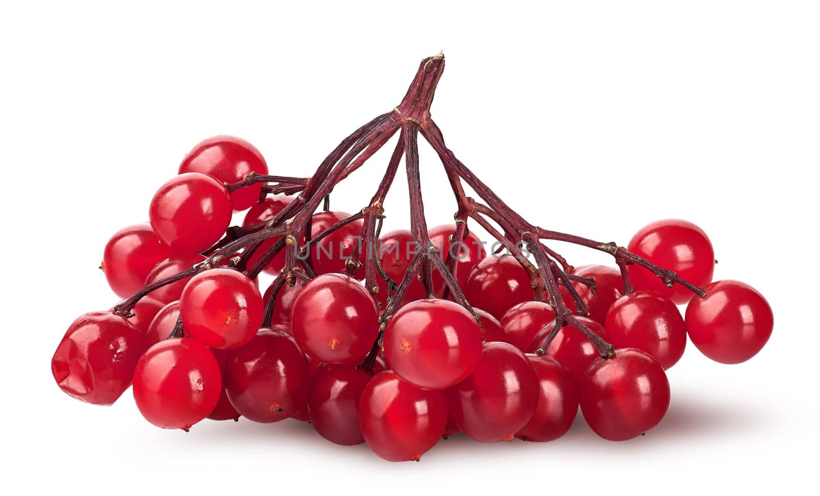 Bunch of ripe viburnum isolated on white background