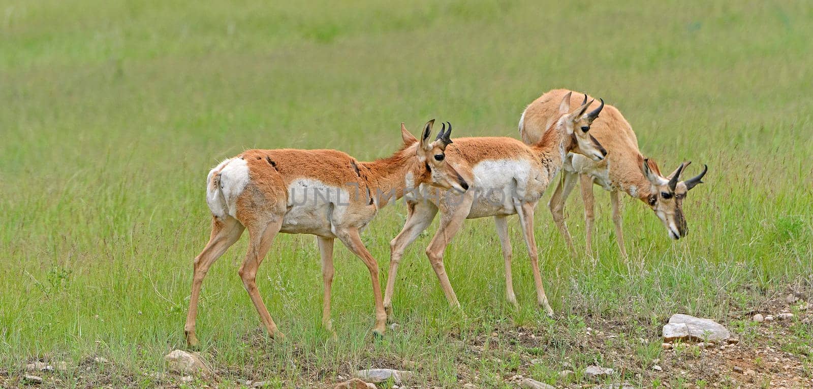 Trio of Pronghorn on a Prairie Ridge in Custer State Park in South Dakota